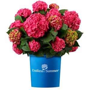 Himbeerrote Hortensie Endless Summer Summer Love im blauen Topf, ca. 20-30 cm hoch.