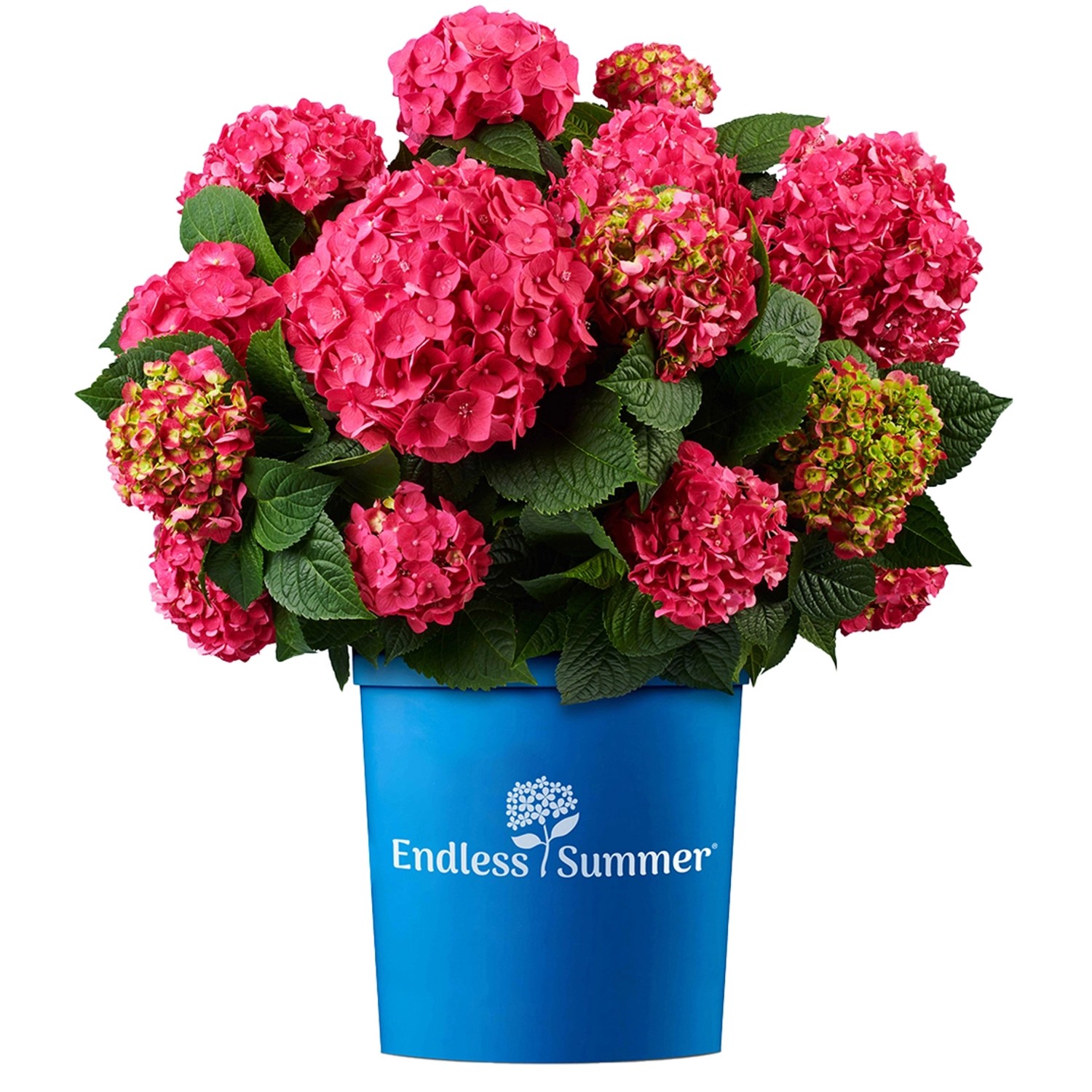 Hortensie Endless Summer Summer Love Höhe ca. 20 - 30 cm Topf ca. 5 l günstig online kaufen