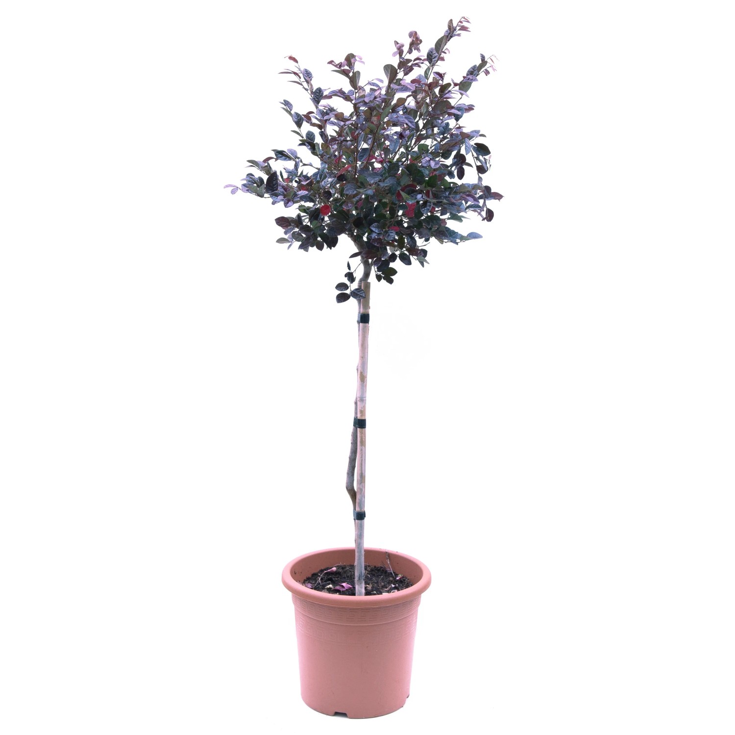 Stämmchen-Sortiment im Topf, ca. 80 cm hoch. Ideal für Balkon & Terrasse.