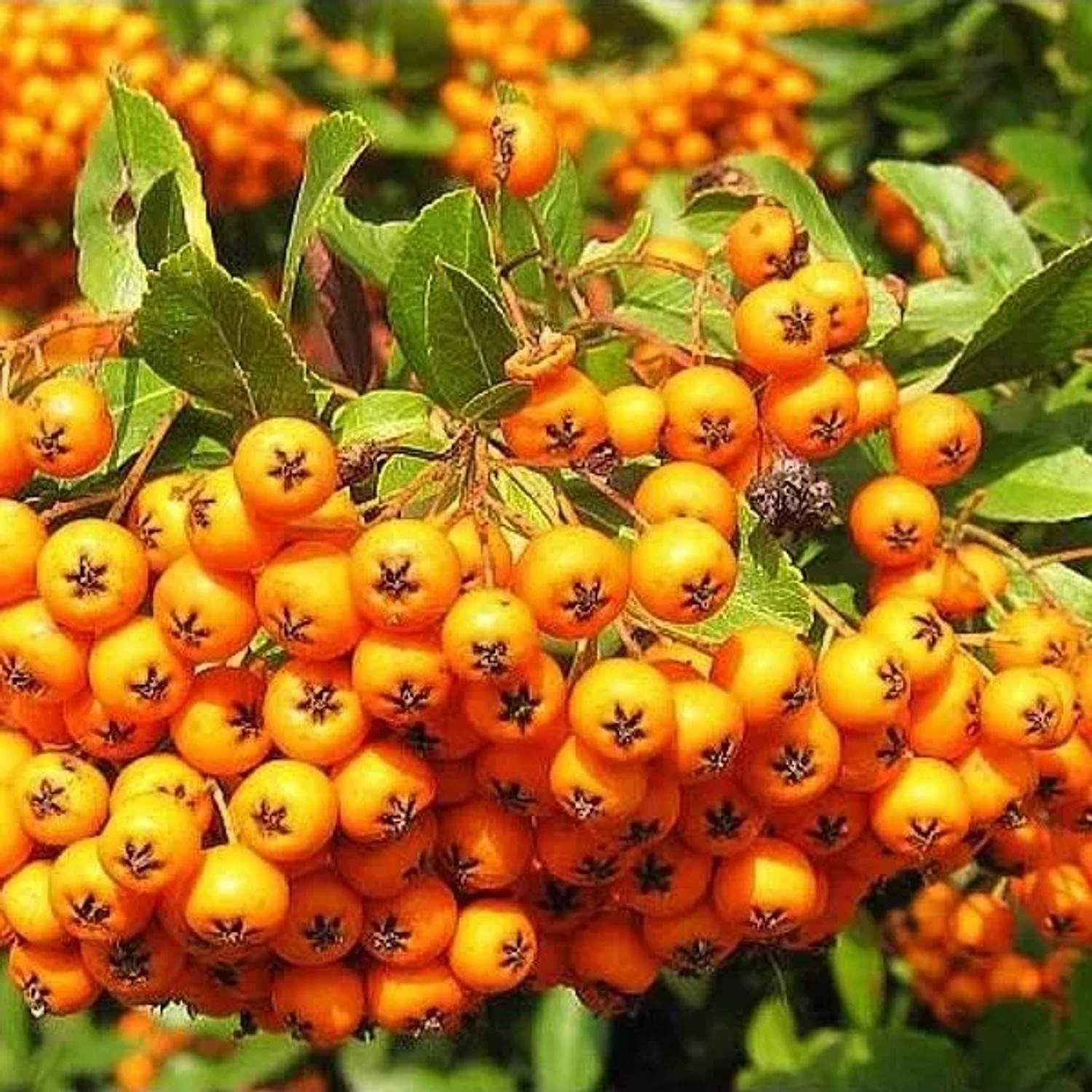 Feuerdorn 'Golden Charmer' Pyracantha 60 bis 80 cm im Container Gelbe Beeren