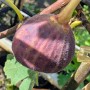 Nahaufnahme einer reifen, violetten Feige 'Ice Crystal' am Strauch.