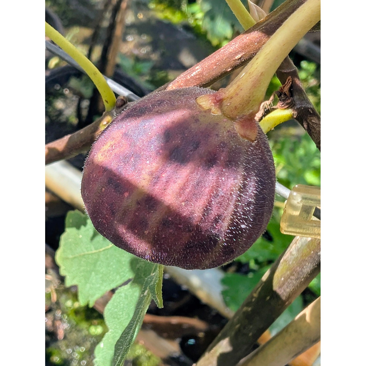 Feige Ice Crystal 60 - 80 cm Ficus carica