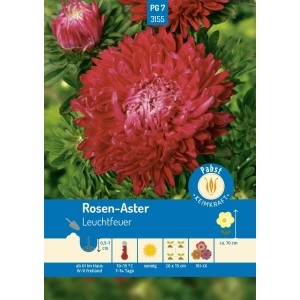 Pabst Keimkraft Rosen-Aster Leuchtfeuer Saatgut mit leuchtend roten Blüten.