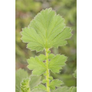 Nahaufnahme der grünen Blätter der Geum Chiloense Goldball Nelkenwurz Staude.