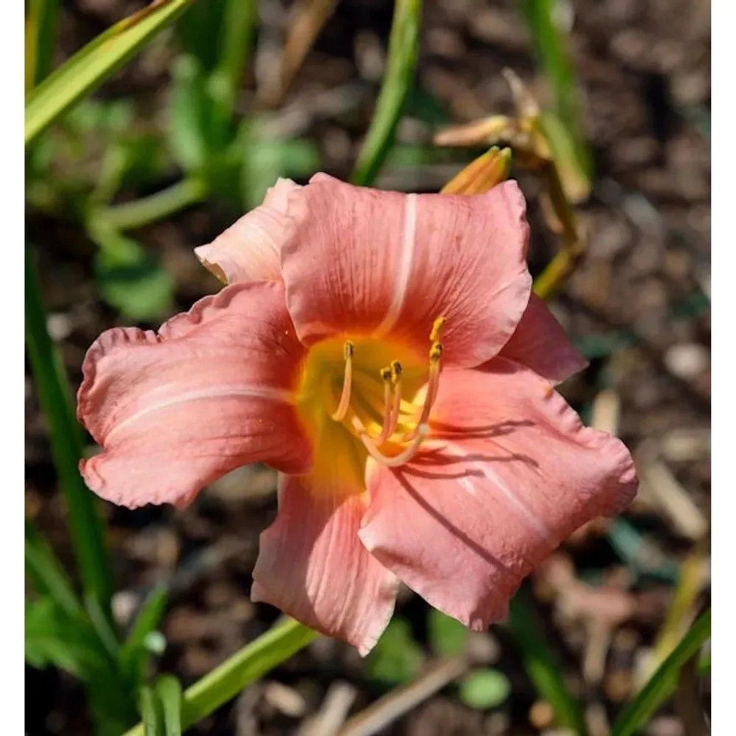 Taglilie Bed of Roses - Hemerocallis