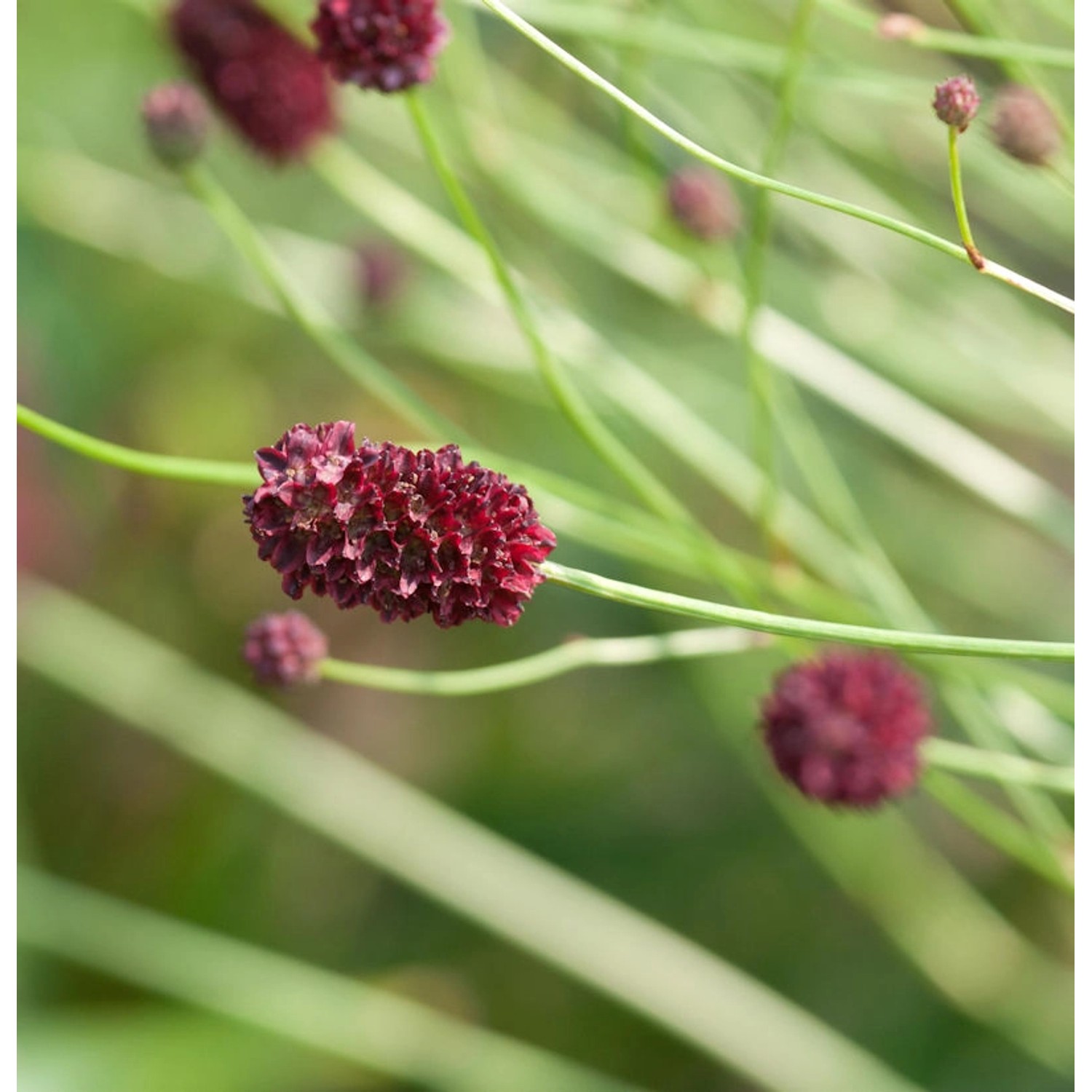 Wiesenknopf Crimson Queen - Sanguisorba officinalis günstig online kaufen