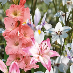 Pastellfarbene Blumenzwiebeln Kollektion von GROW by OBI mit Gladiole, Lilie, Iris und Sparaxis.