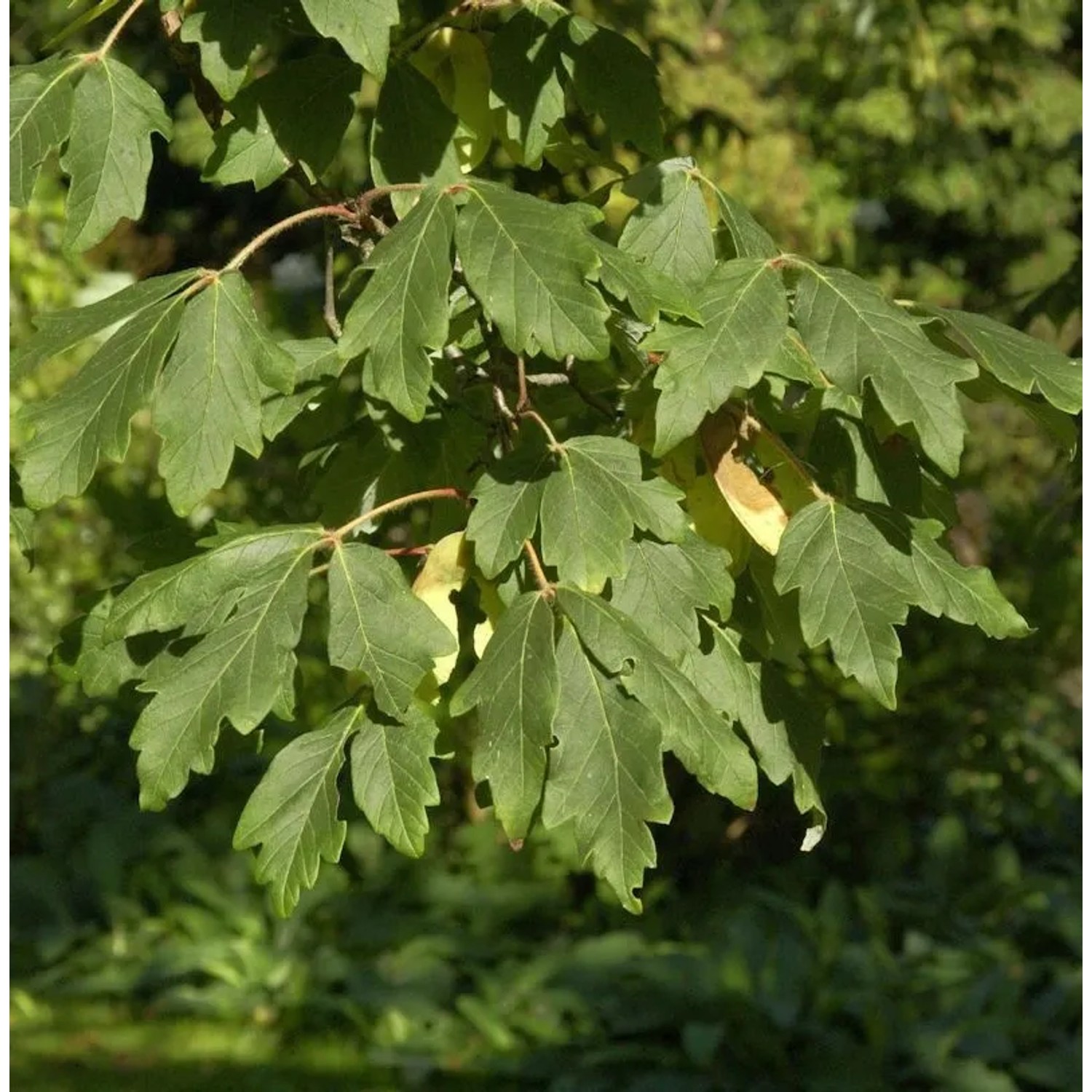 Zimtahorn 40-60cm - Acer griseum