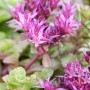 Detailaufnahme der purpurroten Blüten der Teppich-Fetthenne (Sedum spurium 'Purpurteppich').