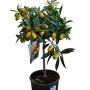 Kumquat Fortunella Zitrusbaum mit reifen orangefarbenen Früchten im Topf. Obstbaum für Garten & Balkon.