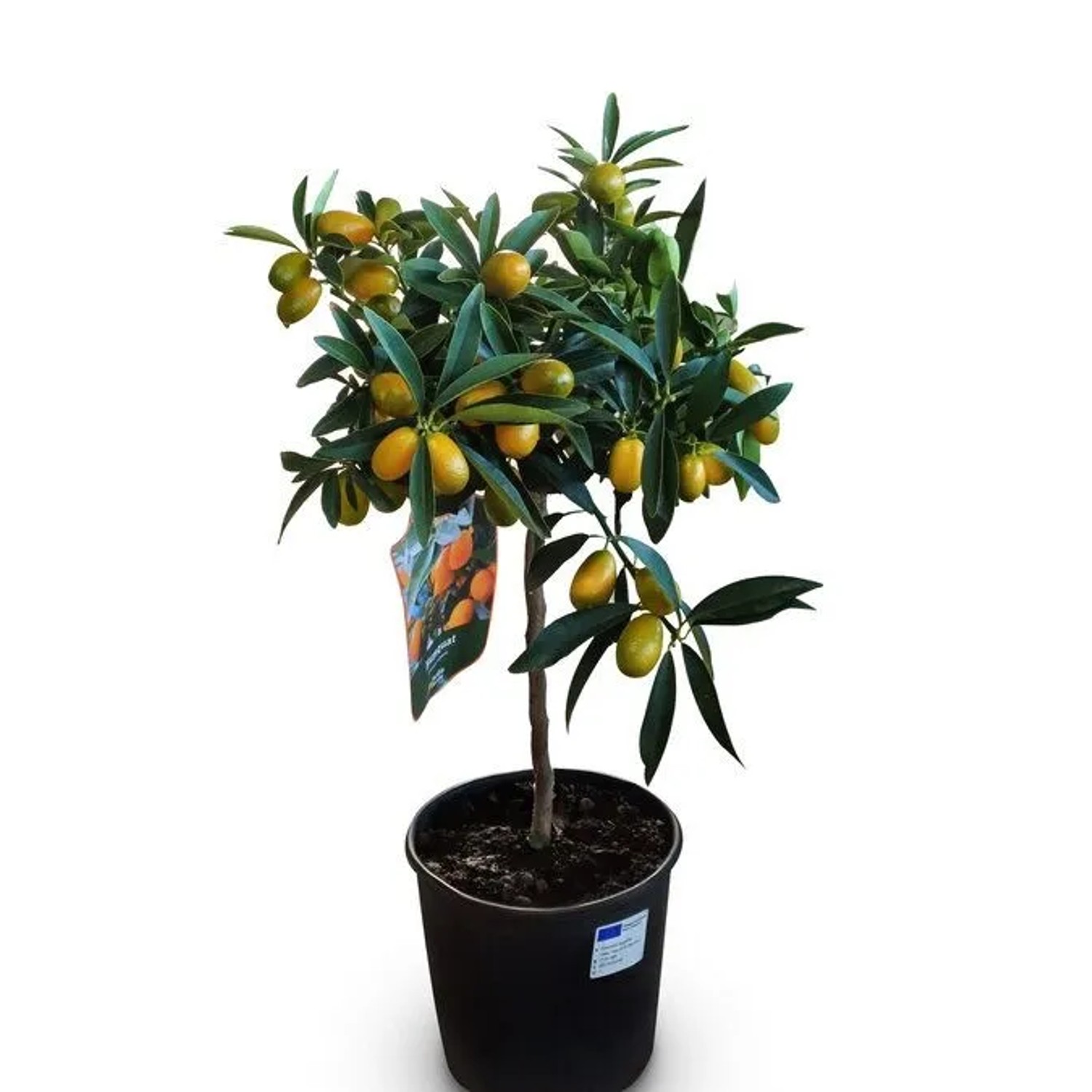 Sunny-Tree Kumquat Fortunella 3 Jahre Alter Zitrusbaum Zitruspflanze mit Obst 90 Zentimeter A+ Ware