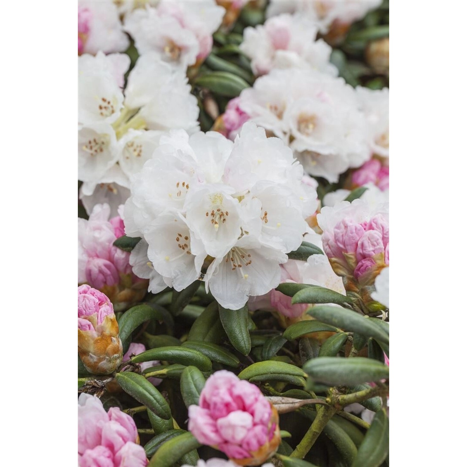 Rhododendron Yakushimanum Koichiro Wada Weiß 25–30 cm günstig online kaufen