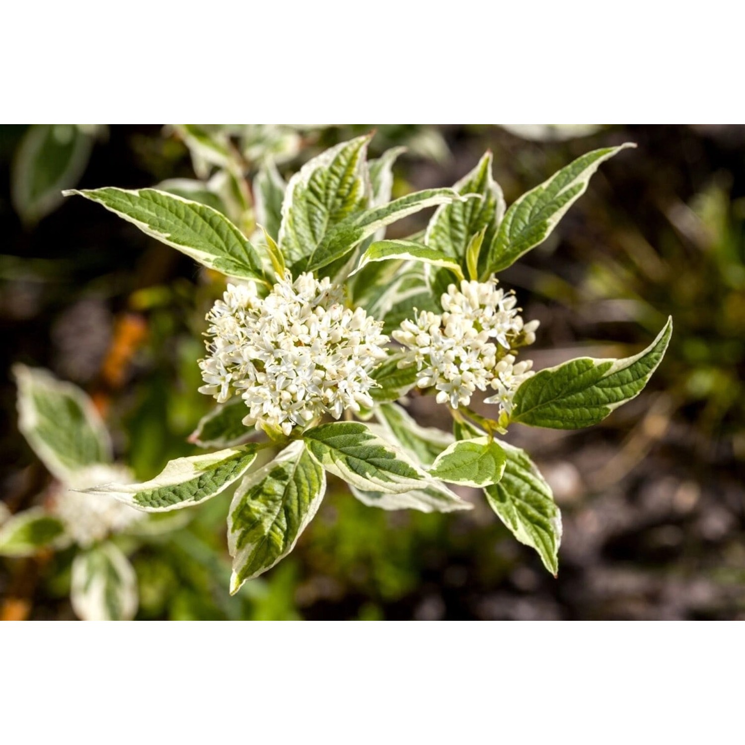 Cornus Alba Sibirica Variegata Hartriegel Weißbunt 125–150 cm günstig online kaufen