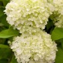 Nahaufnahme der cremeweißen Blüten der Rispenhortensie Limelight, 40-60 cm hoch.