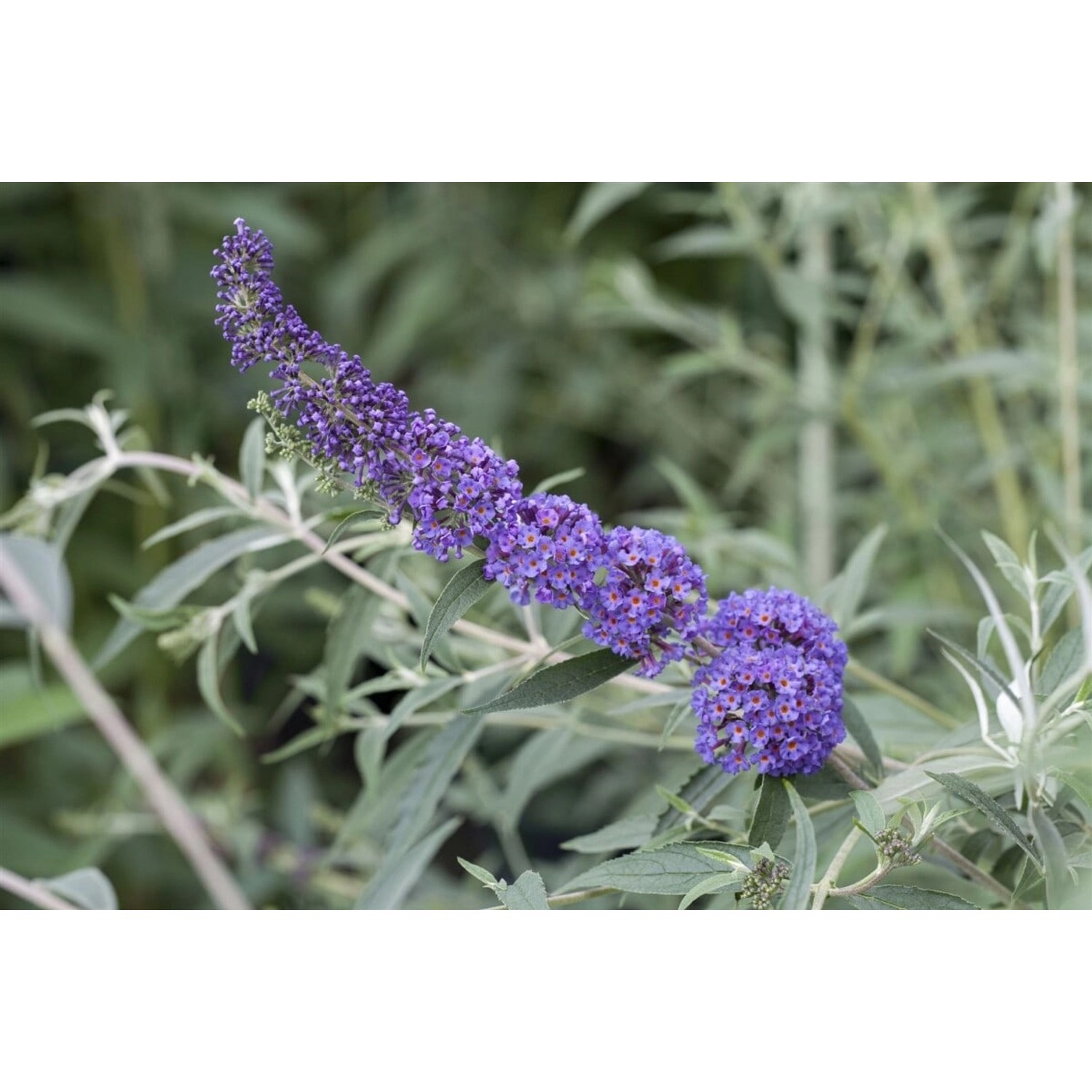 Buddleja Davidii Schmetterlingsstrauch Nanho Blue 15-20 cm günstig online kaufen