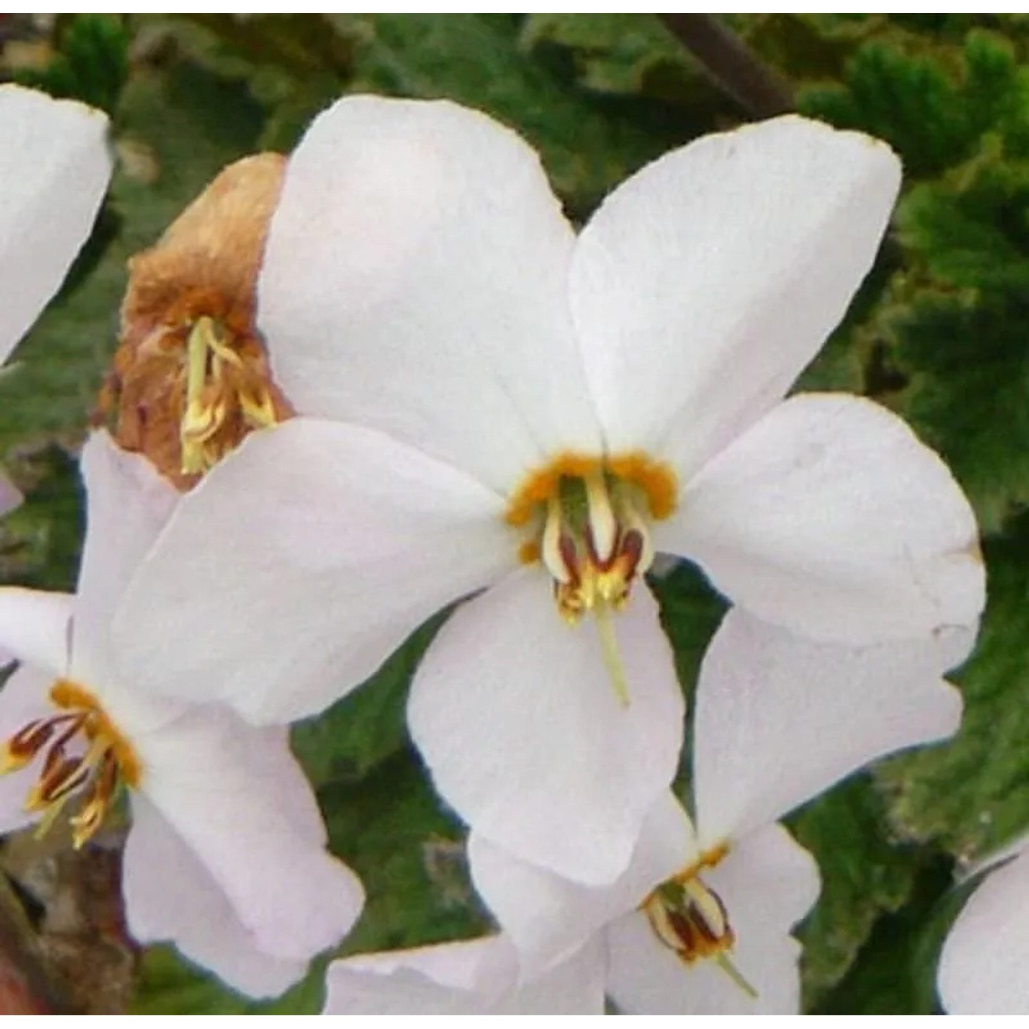 Felsenteller Alba - Ramonda myconi