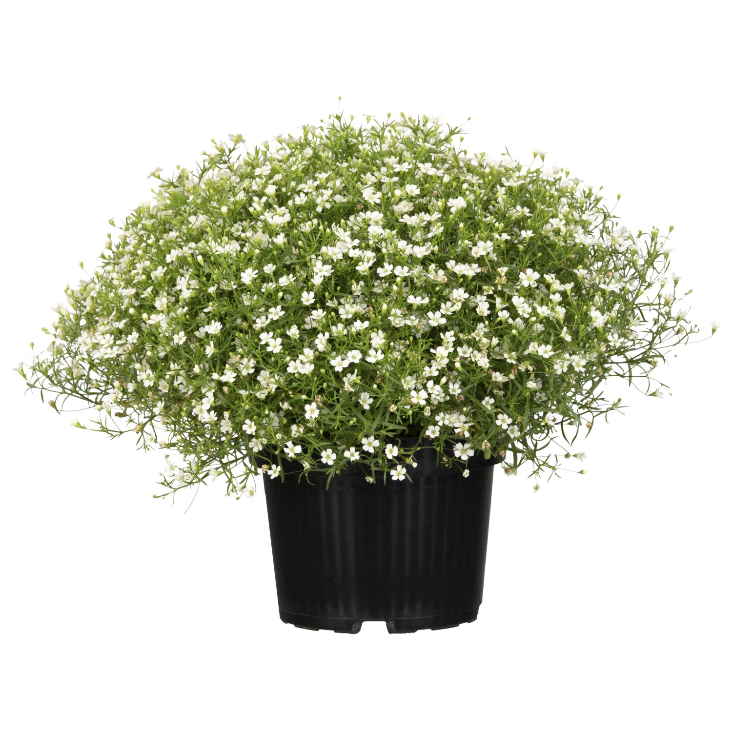Mauer-Gipskraut Weiß Topf-Ø ca. 12 cm Gypsophila muralis günstig online kaufen
