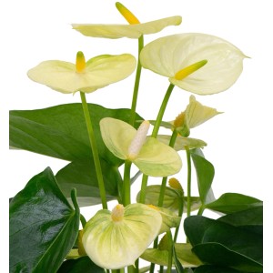 Gelbe Flamingoblume (Anthurium) im Topf. Zimmerpflanze mit dekorativen Blüten.