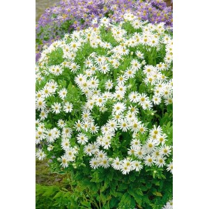 Herbstaster Ashvi im 9x9 cm Topf: Buschige Staude mit weißen Blüten.