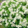 Herbstaster Ashvi im 9x9 cm Topf: Buschige Staude mit weißen Blüten.