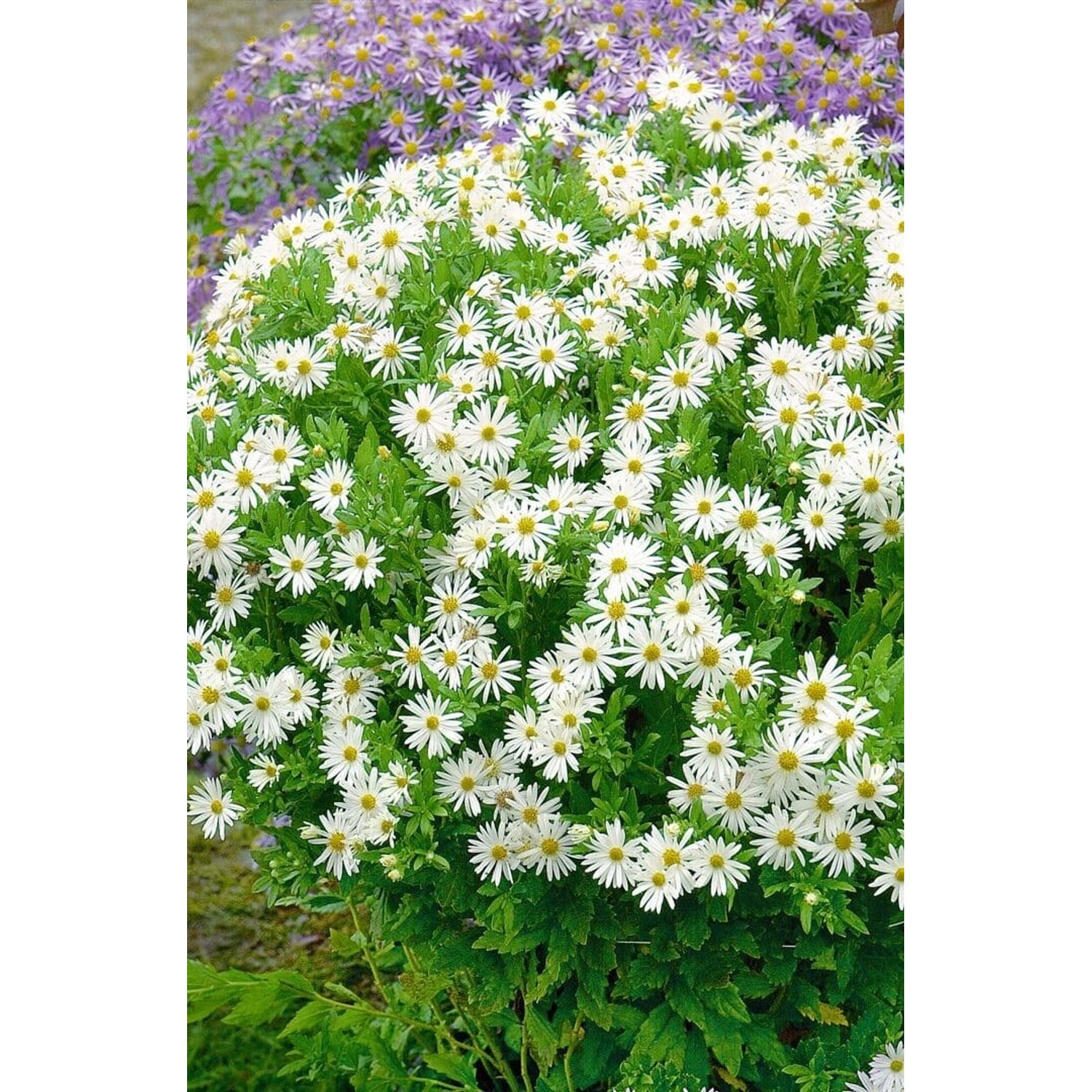 Herbstaster Ashvi im 9x9 cm Topf: Buschige Staude mit weißen Blüten.