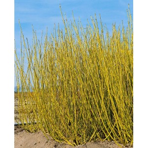 Gelbholz-Hartriegel (Cornus Stolonifera Flaviramea), 125-150 cm, mit leuchtend gelben Trieben.