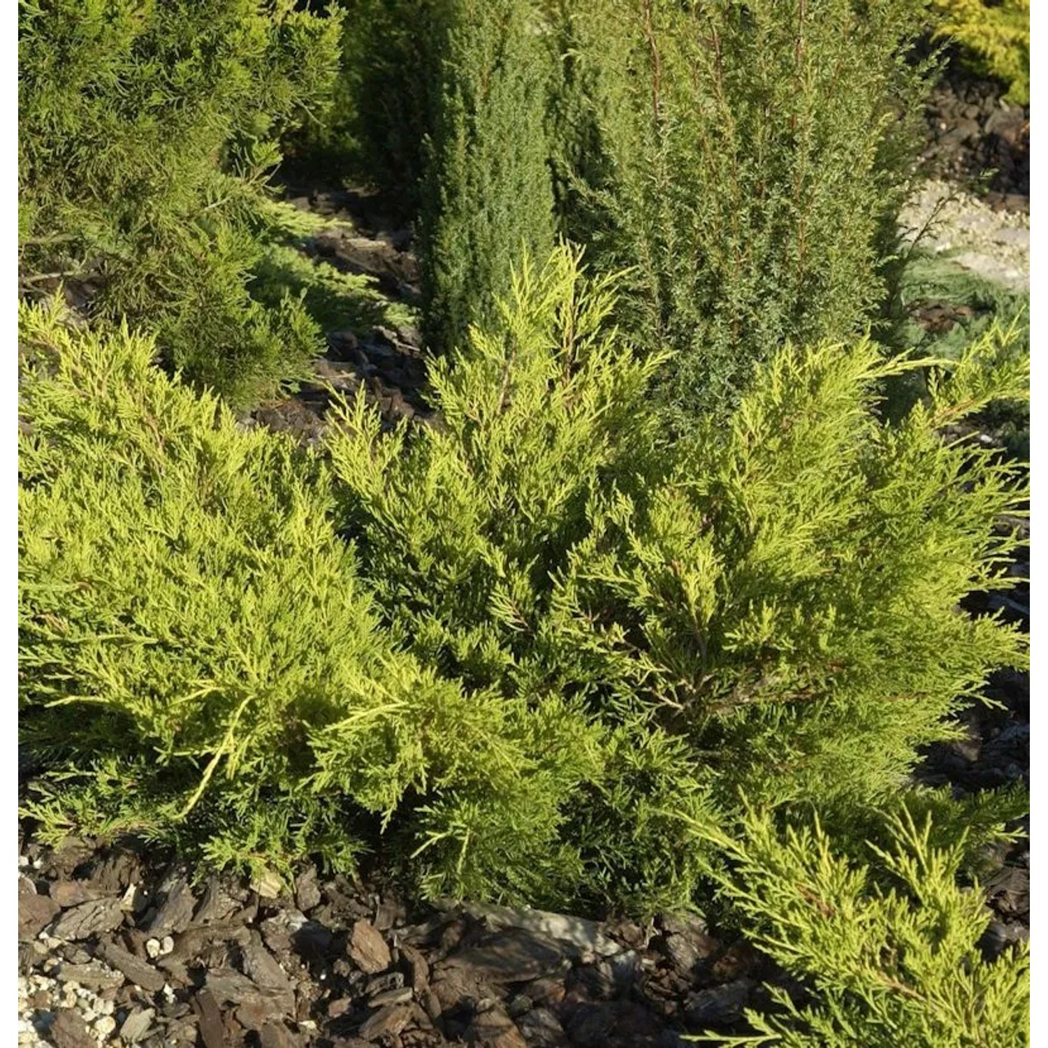 Goldgelber Wacholder Gold Coast 20-25cm - Juniperus media