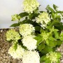 Baumfink Rispenhortensie Skyfall als Topfpflanze 60-80cm_7