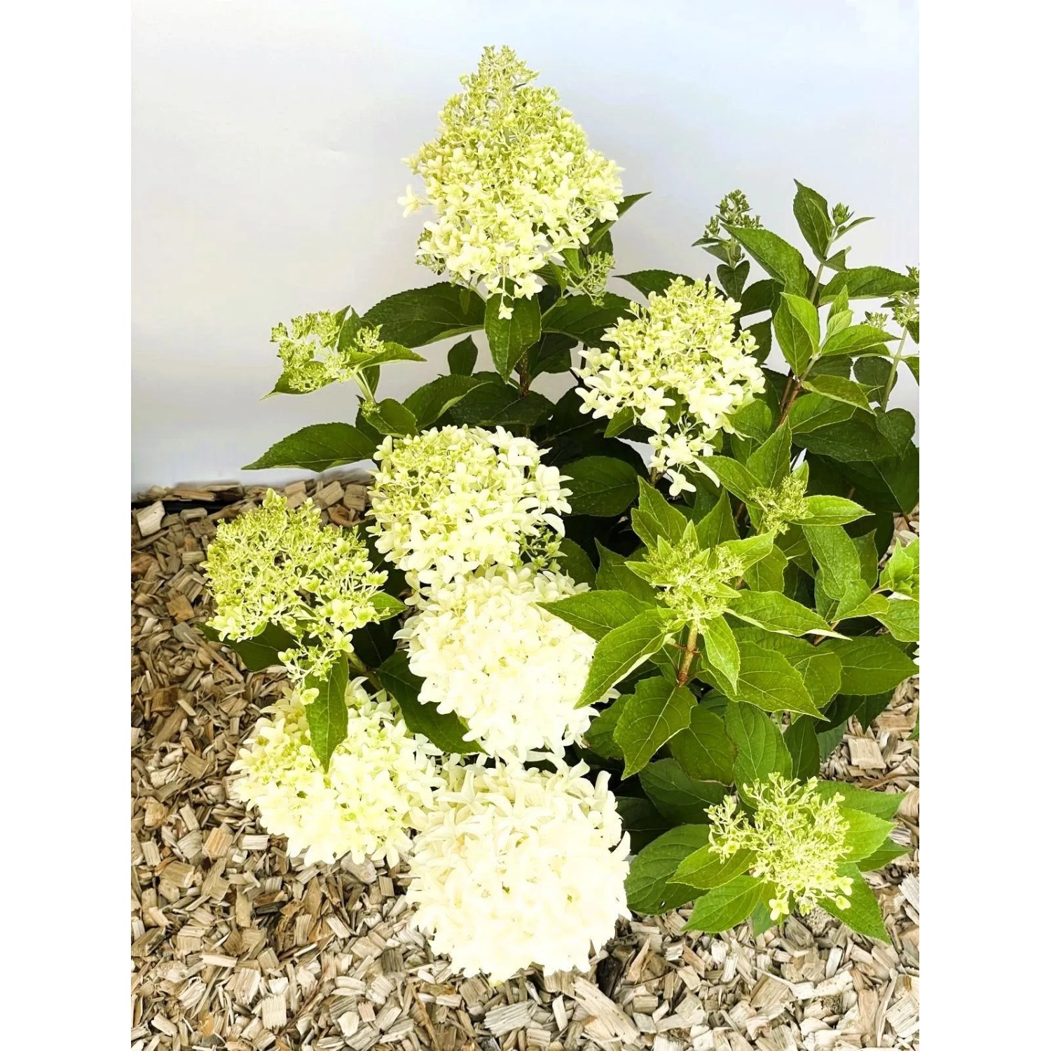 Baumfink Rispenhortensie Skyfall als Topfpflanze 60-80cm_7