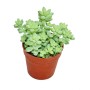 Exotenherz Sedum Morganianum im 5,5cm Topf, auch bekannt als Affenschaukel.