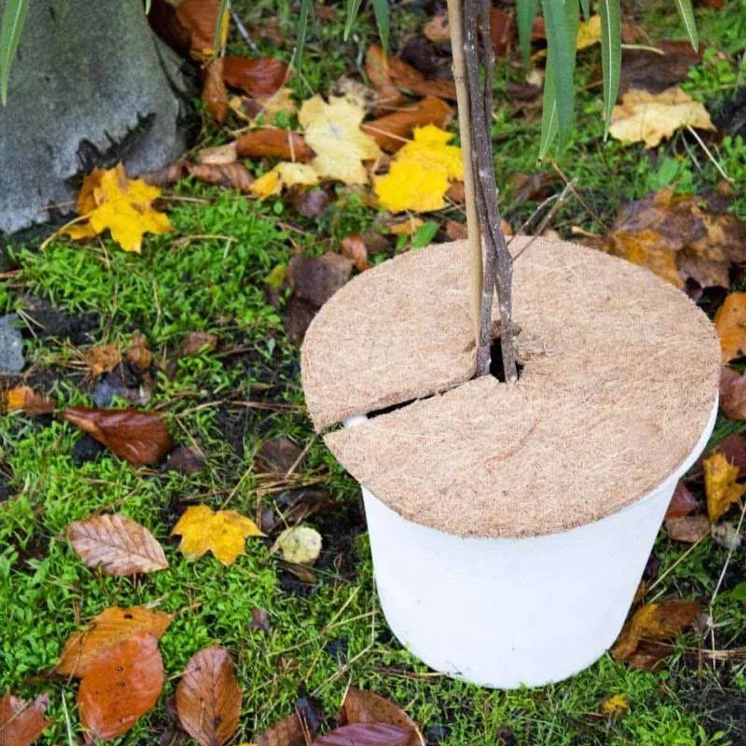Galaflor Runde Kokosmatte für Kübelpflanzen ⌀ 25 cm Mulchscheibe Winterschutz_4