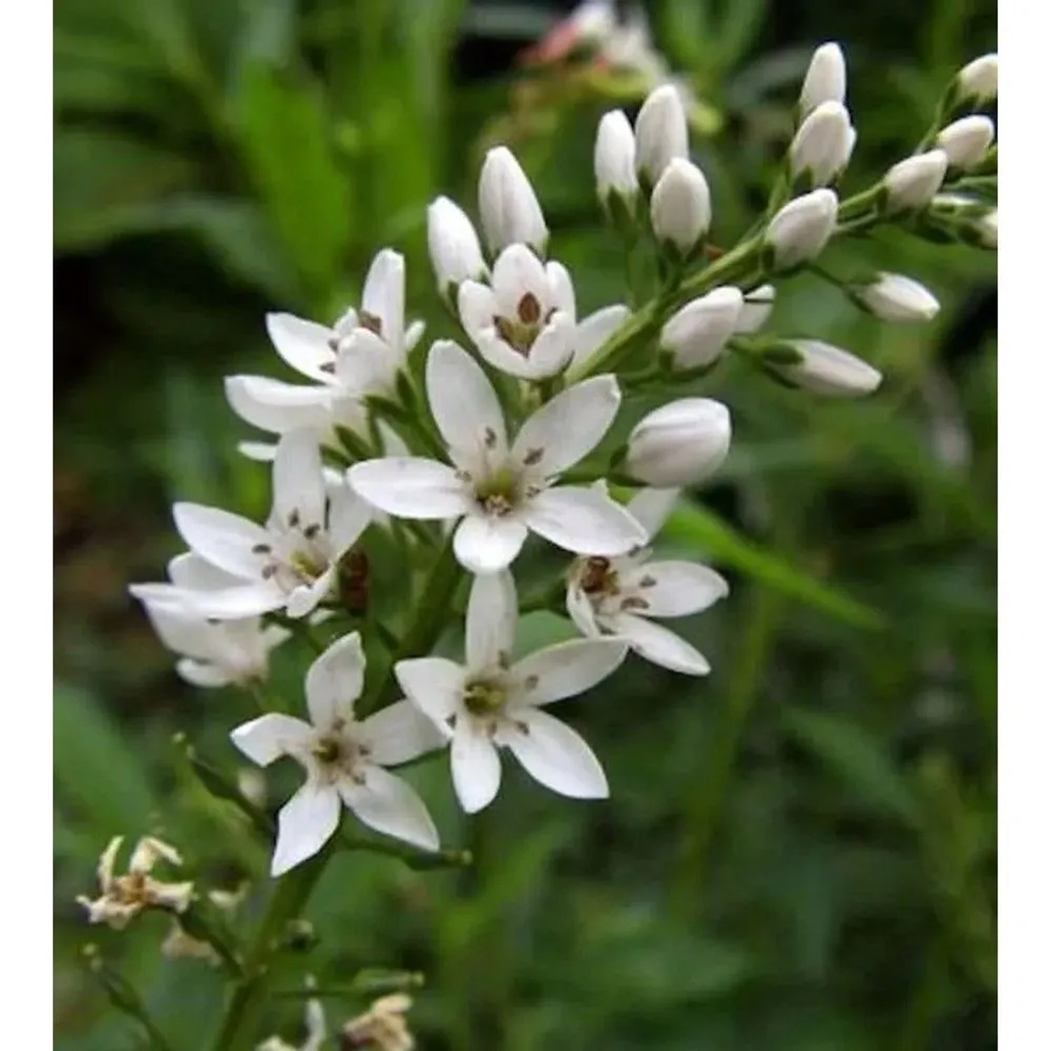 Nickender Felberich - Lysimachia barystachys