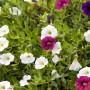Zauberglöckchen im Topf, verschiedene Farben. Calibrachoa hyb. als farbenfrohe Blühpflanze.