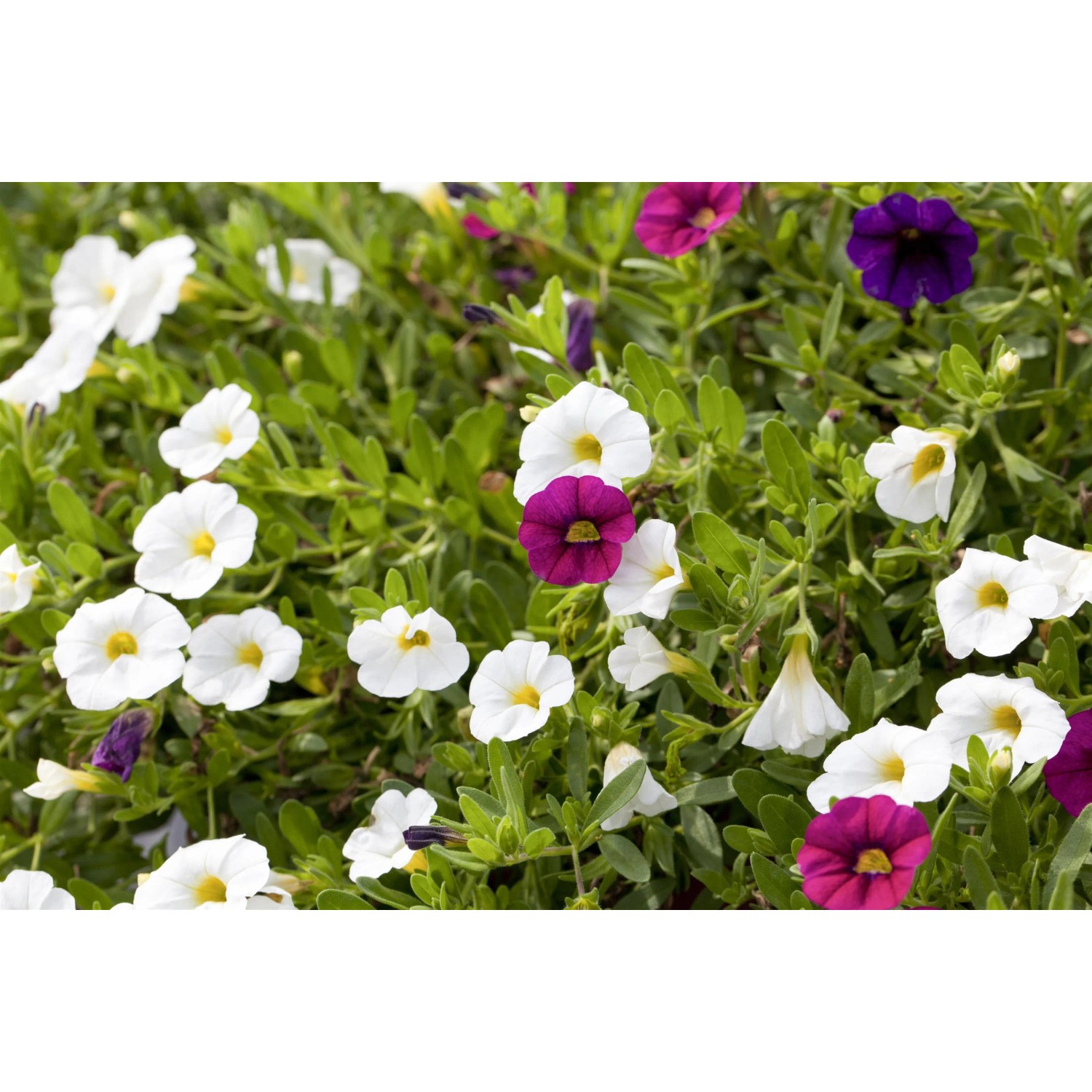 Zauberglöckchen im Topf, verschiedene Farben. Calibrachoa hyb. als farbenfrohe Blühpflanze.