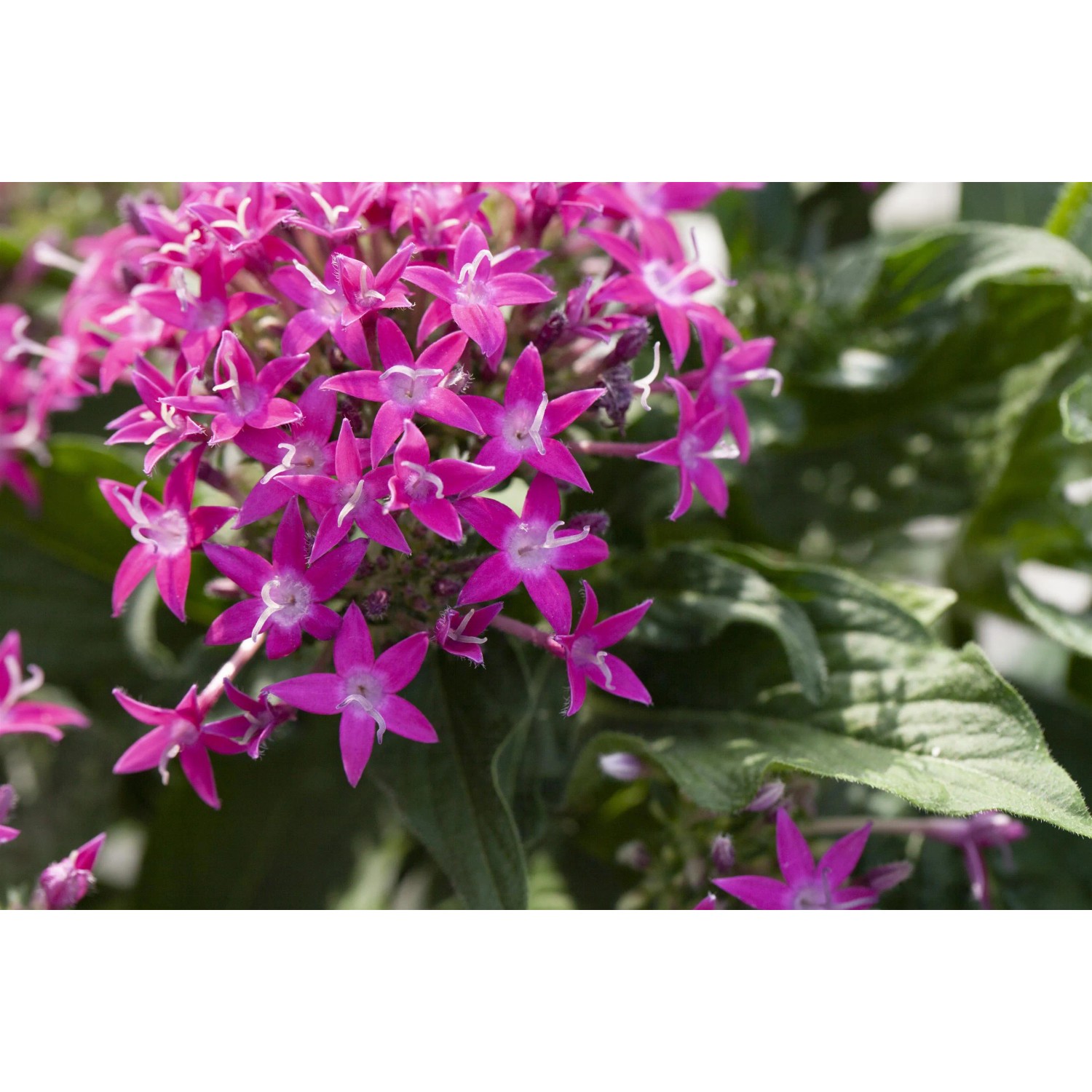 Nahaufnahme des GROW by OBI Fünfzahlstrauchs 'BeeBright Pink' mit rosa Blüten.