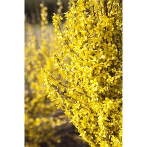Leuchtend gelbe Forsythie Week-End -R- auf Stamm, ca. 100 cm hoch, blühender Strauch.