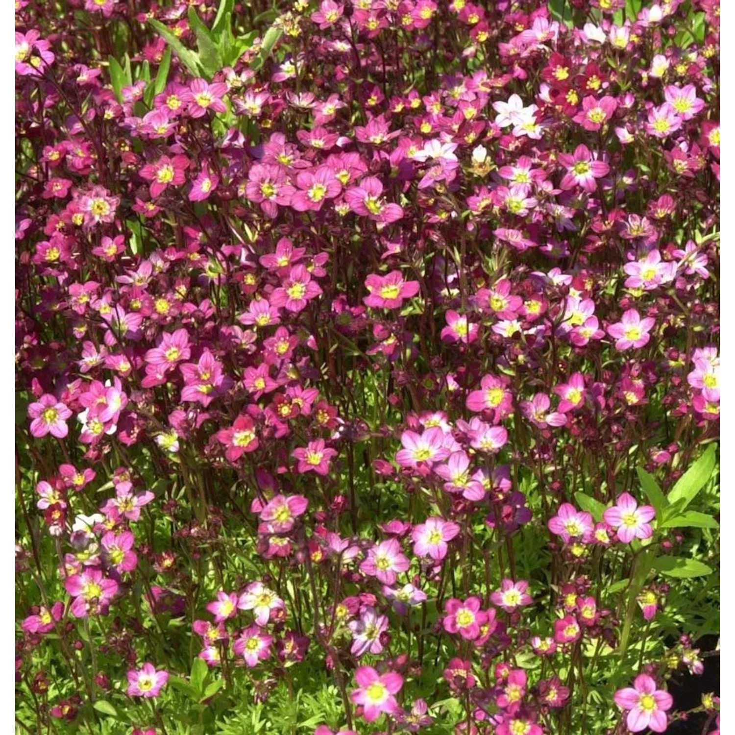 Moossteinbrech Purpurteppich - Saxifraga arendsii