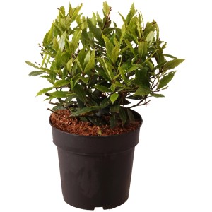 Echter Lorbeer 'Little Ragu' im Topf, ca. 30cm hoch, ideal als Küchenkräuter.