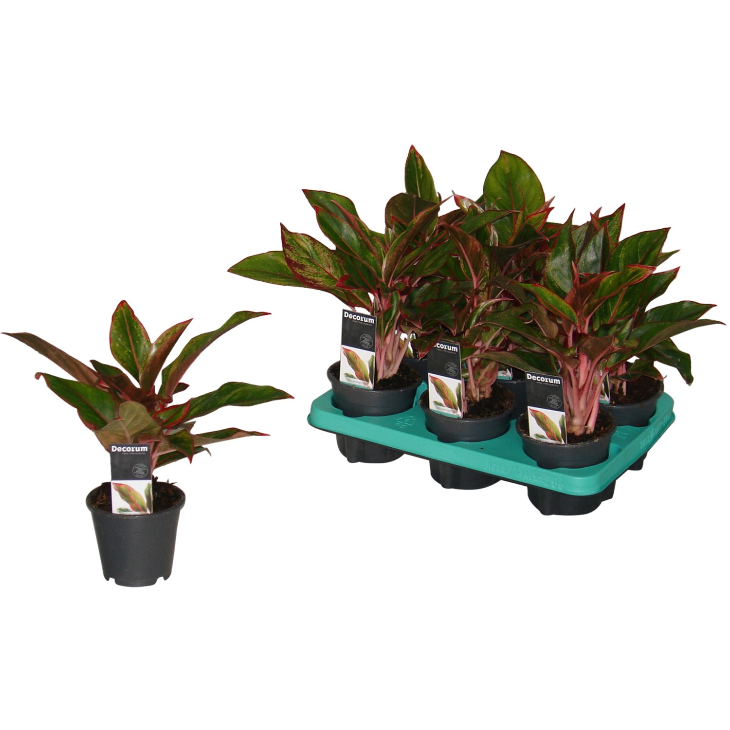Kolbenfaden Höhe ca. 25 30 cm TopfØ ca. 12 cm Aglaonema crete kaufen
