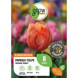 Packung rote Papagei-Tulpen Avignon Parrot, 8 Stück. Blumenzwiebeln für den Garten.