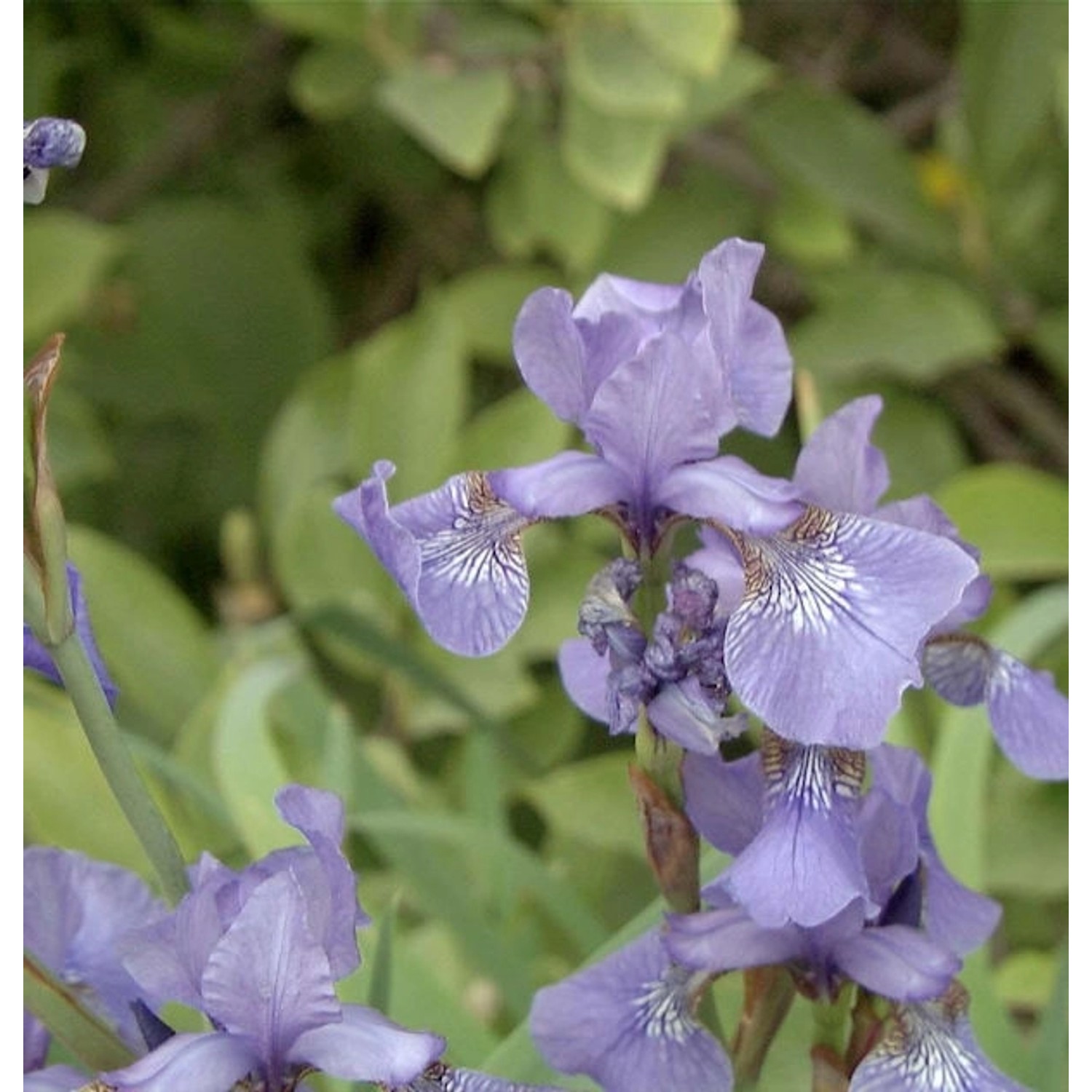 Sibirische Wieseniris Perry Blue - Iris sibirica günstig online kaufen