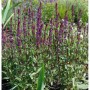 Foto von Salbei Caradonna (Salvia nemorosa) mit violetten Blüten im Gartenbeet.