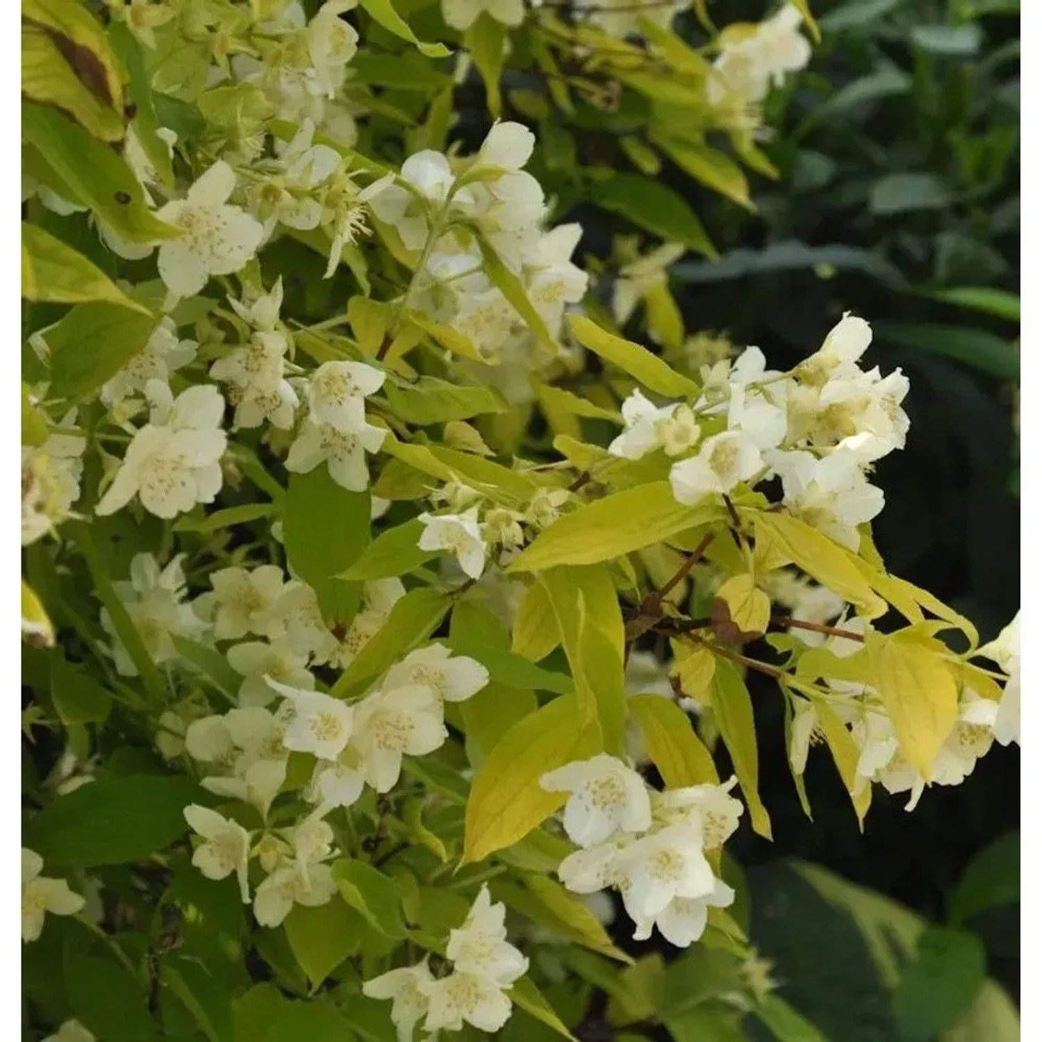 Gelber Europäischer Pfeifenstrauch 60-80cm - Philadelphus coronarius