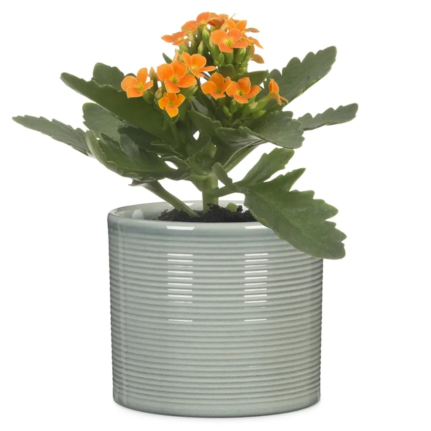 Scheurich Übertopf 828 Classic Mix, Ø 9cm, mit orangefarbener Kalanchoe im hellblauen Keramiktopf.