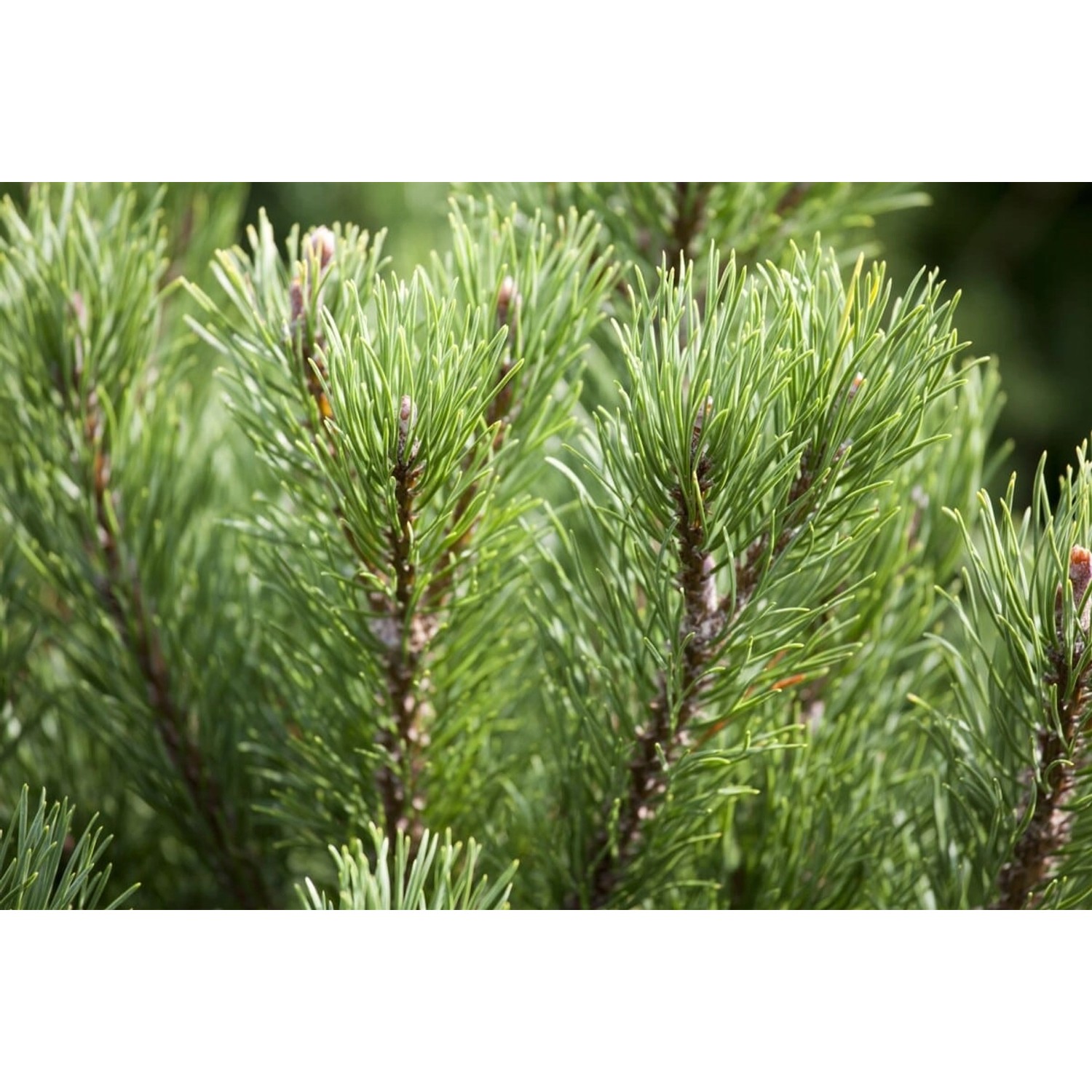 Pinus Mugo Carstens Wintergold Bergkiefer Goldgelb 40 cm Stammhöhe günstig online kaufen