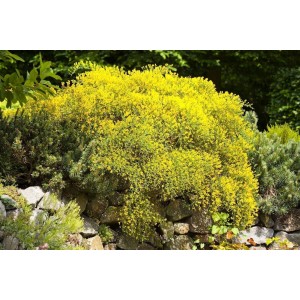 Leuchtend gelber Genista Pilosa Vancouver Gold Ginster als Bodendecker im Garten.