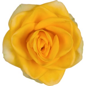 Nahaufnahme einer gelben Zimmerrose der Marke GROW by OBI. Blühende Zimmerpflanze.