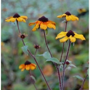 Gelb-orange Rudbeckia Prairie Glow (Sonnenhut) im Gartenbeet.