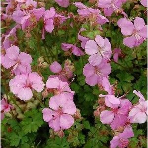 Nahaufnahme von Dalmatiner Storchschnabel 'Bressingham Pink' mit zarten, rosa Blüten und grünen Blättern.