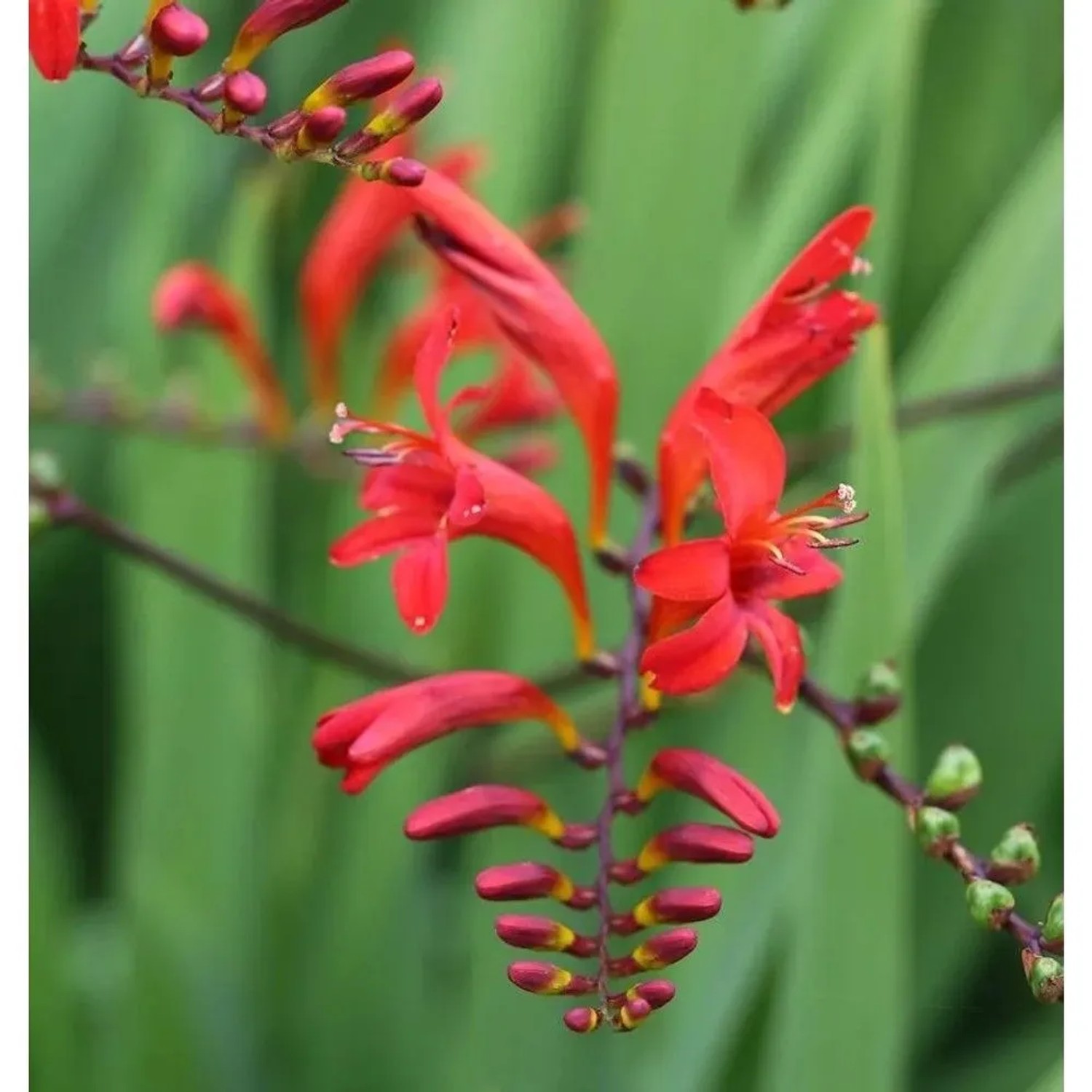 Garten Monbretie Lucifer - Crocosmia masoniorum